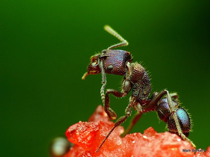 P1080117-001 - Mark Berkery