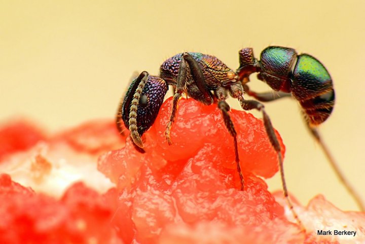 P1080147-001 - Mark Berkery