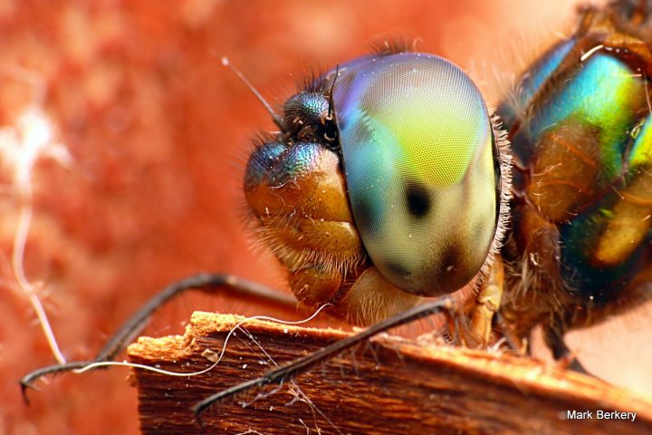 P1080155-001 - Mark Berkery