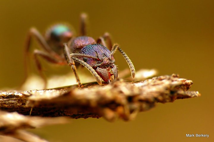 P1080360 - Mark Berkery