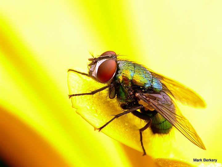 P1080510 - Mark Berkery