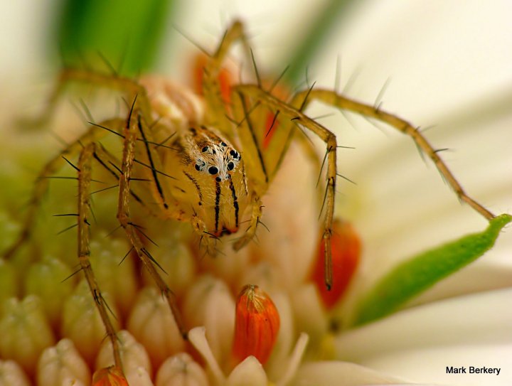 P1080248-001 - Mark Berkery