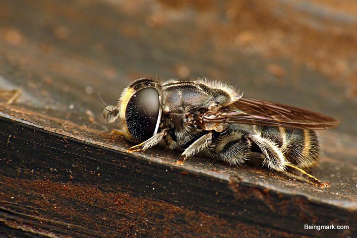 P1080586 - Mark Berkery