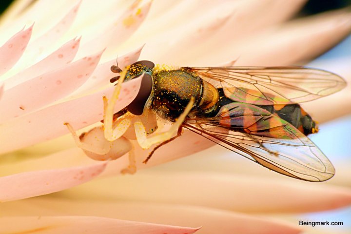 P1080648-001 - Mark Berkery