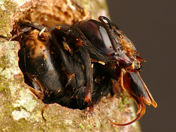 Carpenter Bee making nest early 2013