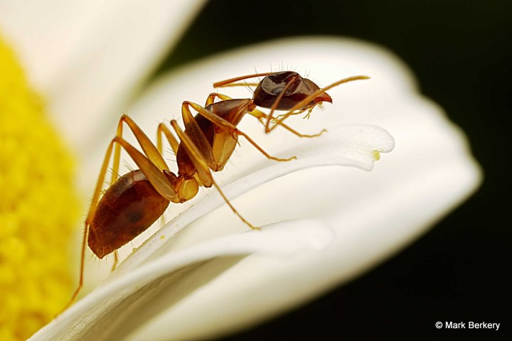 P1100724_filtered Mark Berkery