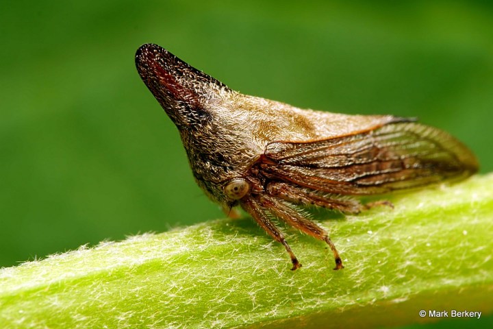 P1020440_filtered Mark Berkery