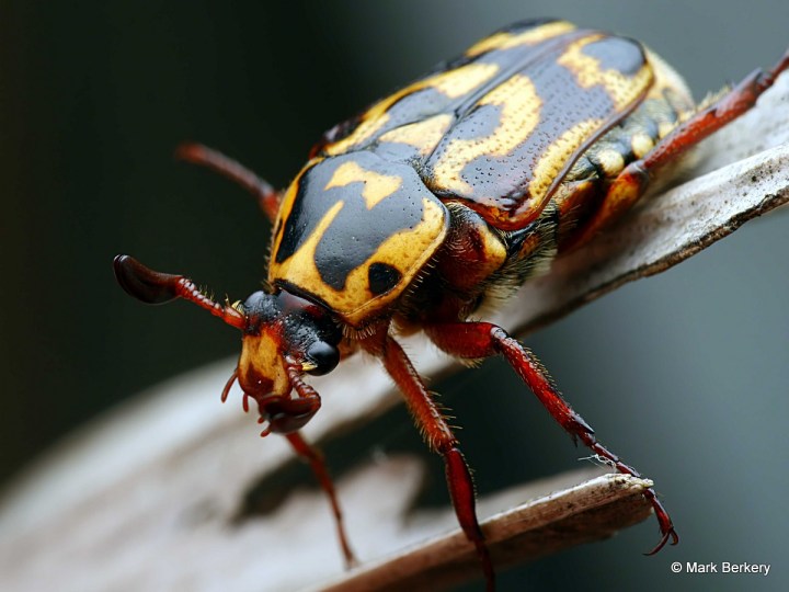 02-P1090100_filtered Mark Berkery