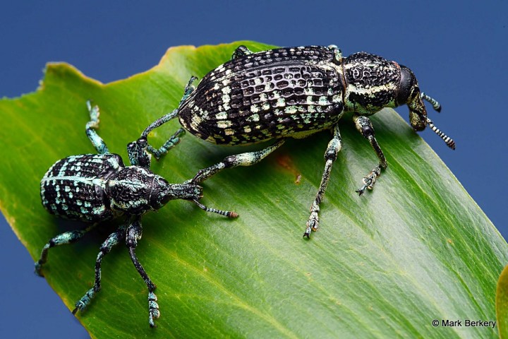 P1080985_filtered Mark Berkery-001