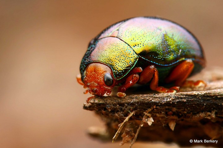 2-P1090382_filtered Mark Berkery