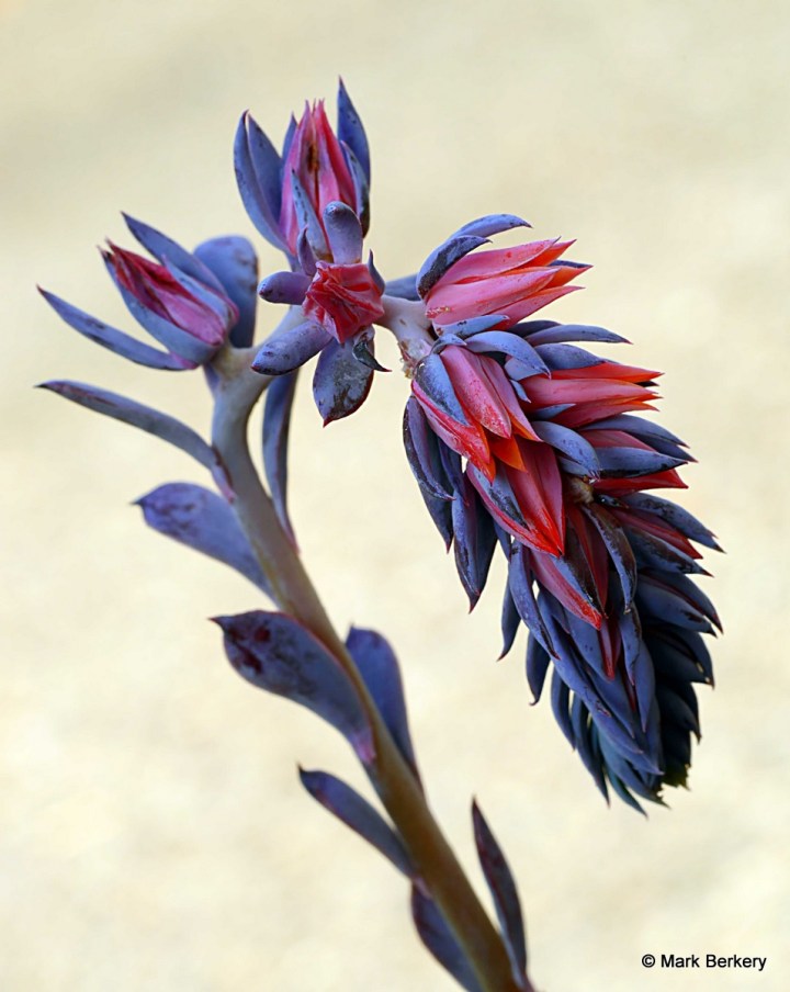 2-P1100245_filtered Mark Berkery