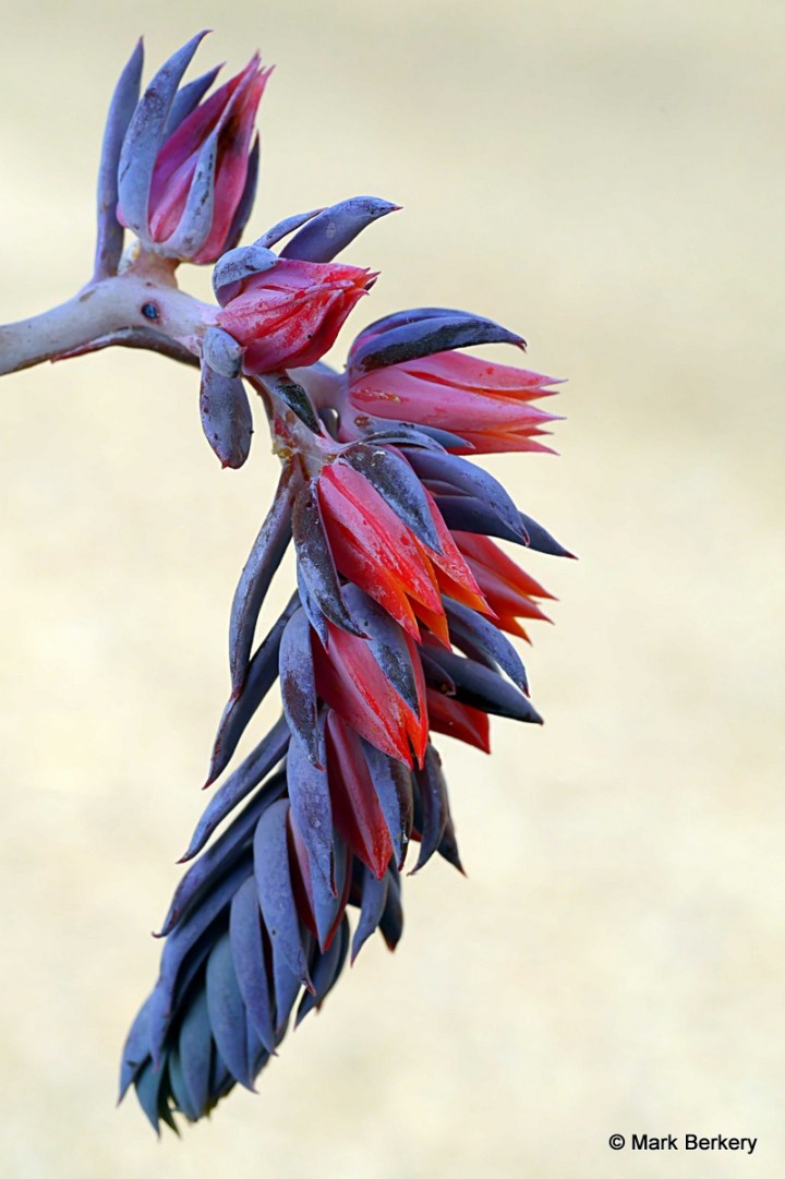 3-P1100256_filtered Mark Berkery