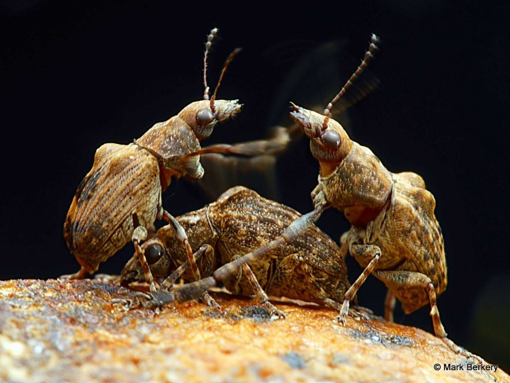 P1150591_filtered Mark Berkery