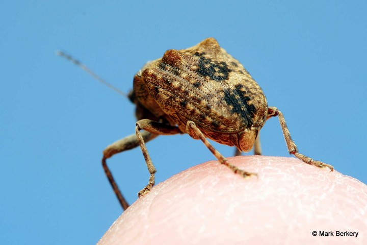 P1150713_filtered Mark Berkery