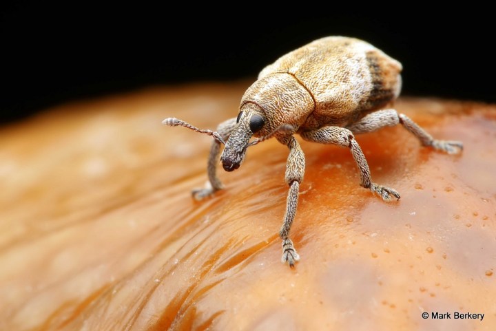 P1160434_Mark Berkery_filtered NI_2