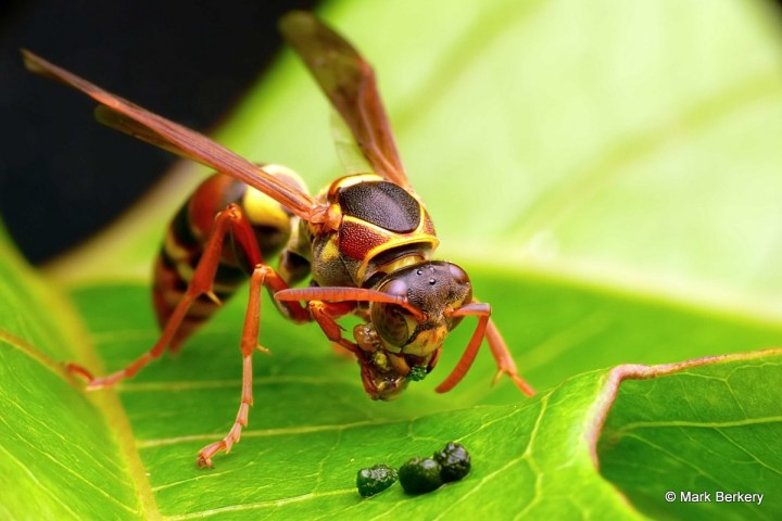 P1090657_Mark Berkery_filtered NI_2