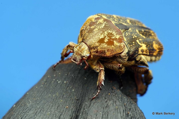 P1160579_Mark Berkery_filtered NI_2