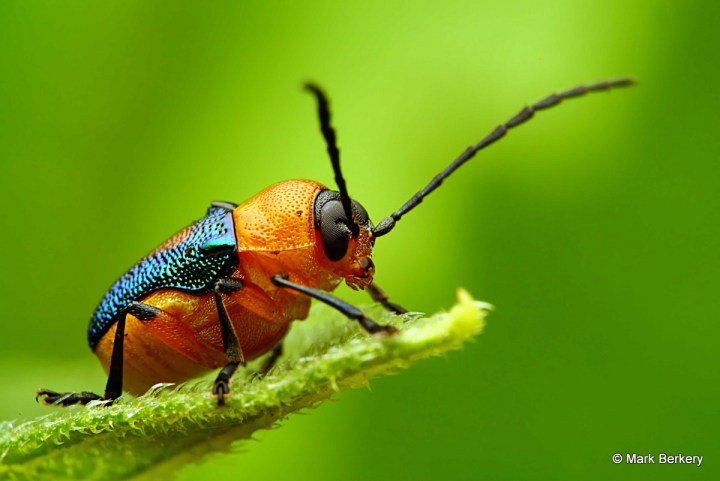 p1020975_filtered-mark-berkery