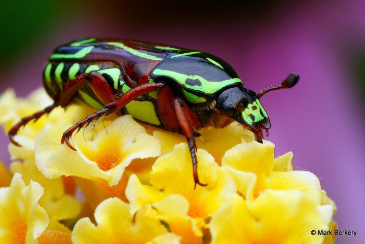 p1070859_mark-berkery_filtered-ni_2