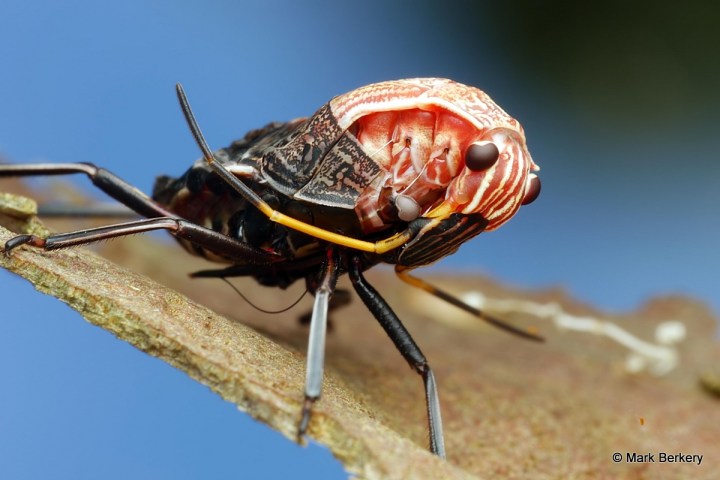 p1100782_mark-berkery_filtered-ni_2