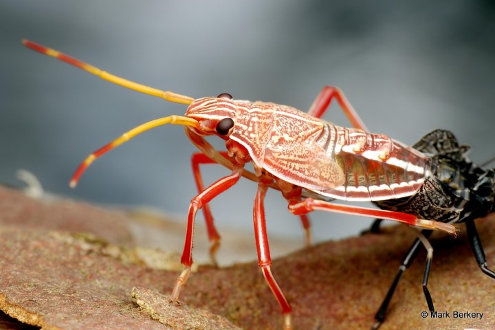 p1100848_mark-berkery_filtered-ni_2