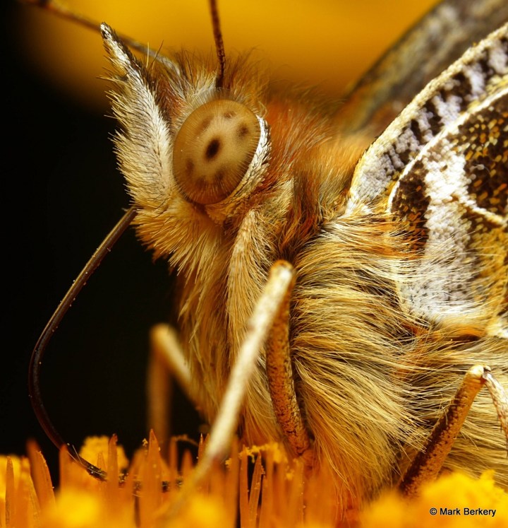 p1050911a_mark-berkery_filtered-ni_2