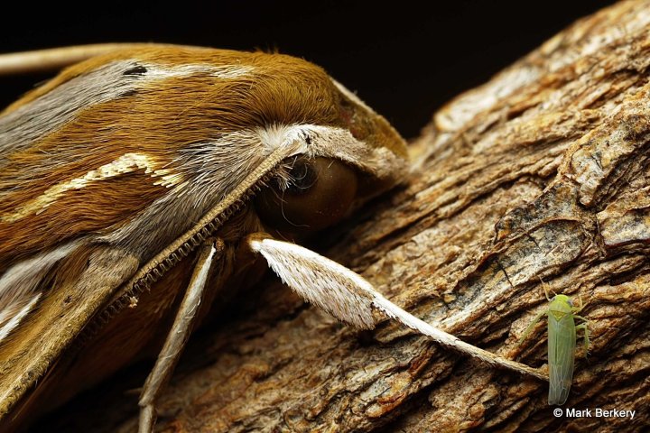 p1070116_mark-berkery_filtered-ni_2