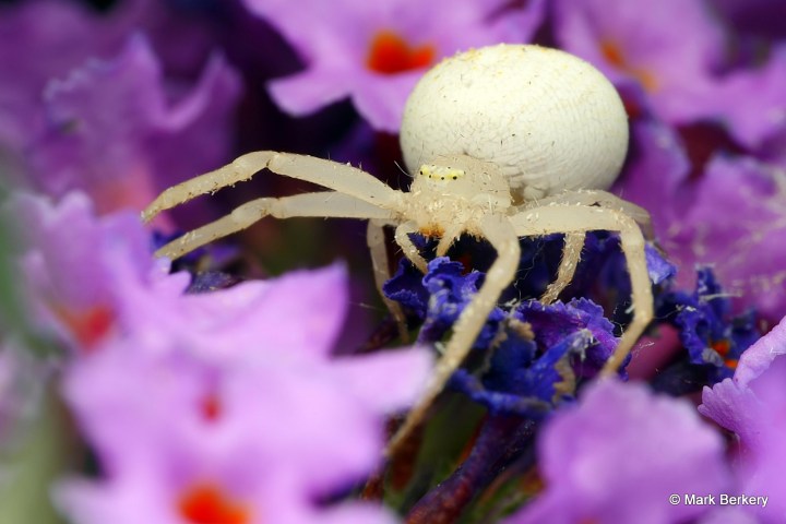 p1210116a_mark-berkery_filtered-ni_2