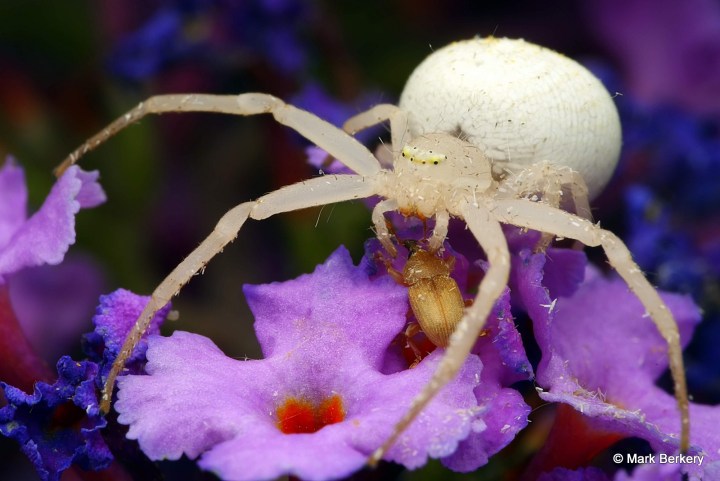 p1210128a_mark-berkery_filtered-ni_2