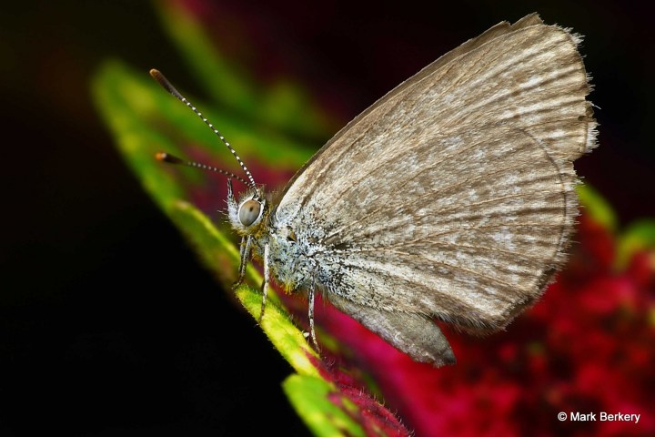 p1210418_mark-berkery_filtered-ni_2