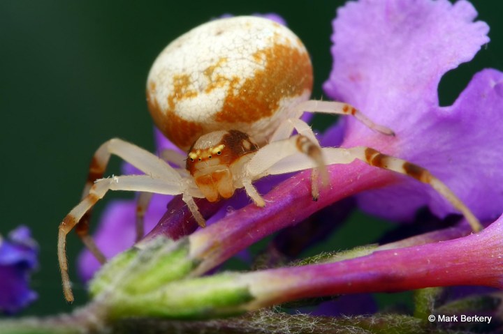p1210786_mark-berkery_filtered-ni_2