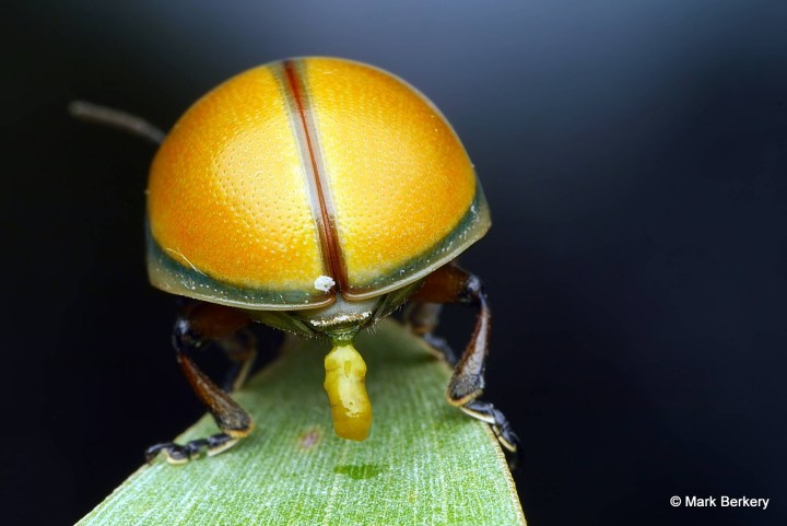 p1220784_mark-berkery_filtered-ni_2