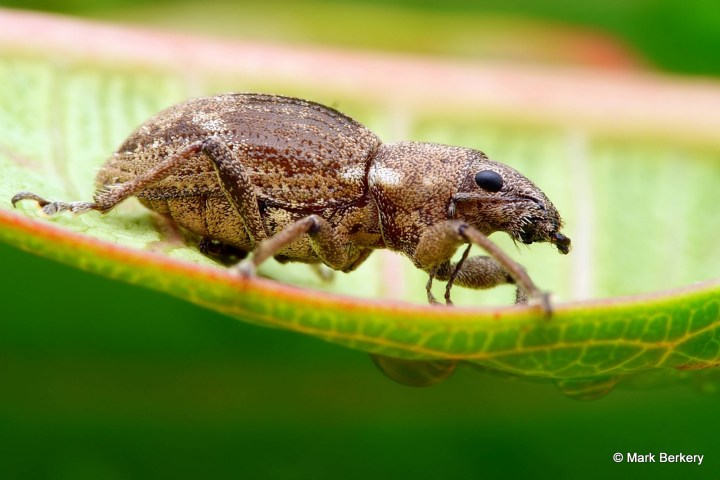 p1240939_mark-berkery_filtered-ni_2