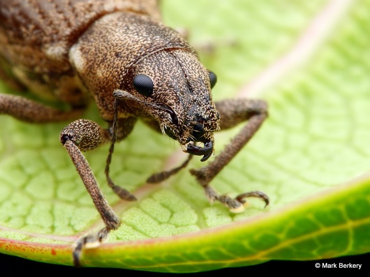 p1240943_mark-berkery_filtered-ni_2