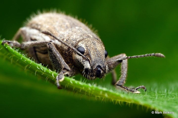 p1250167_mark-berkery_filtered-ni_2